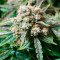 Fruit Punch Auto (Heavyweight Seeds)