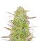 Grandmommy Purple Auto Feminized Seeds (Herbies Seeds)