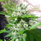 Medi Bomb 1 feminized seeds
