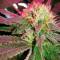 Purple Haze 1 feminized seeds