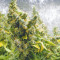 Purple Haze 1 feminized seeds