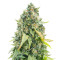 Purple Haze 1 feminized seeds