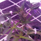 Venta de LSD Auto (Barney's Farm) | Semillas de marihuana feminizadas