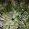 West Coast O.G. Seeds