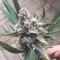 Eleven Roses Seeds (Delicious Seeds) - Cannabis Strain Seeds for Sale