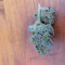 Peyote Critical (Barney's Farm) Cannabis-Samen zu verkaufen