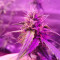 Auto Nefertiti Seeds - Cannabis Strain Seeds for Sale