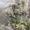 Original Auto Russian Seeds - Cannabis Strain Seeds for Sale