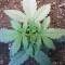 Buy Wedding Cake Auto feminized seeds by Barney's Farm