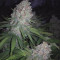 Comprar Grandaddy Purple (GDP) no Brasil