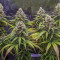 Vente de graines de cannabis Northern Light (RQS)