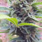 Original Auto BubbleGum Seeds