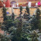 Lemon AK Seeds