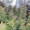 Original Auto OG Kush Seeds - Cannabis Strain Seeds for Sale