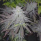 Vendita di semi di cannabis fem Royal Medic CBD