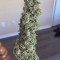 Vente de graines de cannabis Afghani #1 (Sensi Seeds)