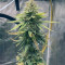 Green Crack Seeds (Garden of Green) - Cannabis Strain Seeds for Sale