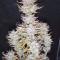Achetez des graines féminisées Blueberry Cookies Auto par Original Sensible Seeds