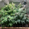 Banana Sherbet Cannabis-Samen Kaufen