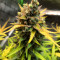 Bruce Banner Seeds (Fast Buds) - Cannabis Strain Seeds for Sale