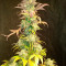 Amnesia Haze Seeds (Royal Queen Seeds)