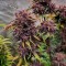 Black Cream Auto feminized seeds for sale: information and reviews