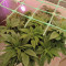 Achetez des graines féminisées Grandmommy Purple par Herbies Seeds
