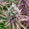 GH Cheese Seeds From Green House Seeds
