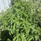 Mimosa EVO Seeds (Barney’s Farm) - Cannabis Strain Seeds for Sale