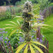 Amnesia Mac Ganja Seeds