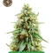 Autopilot Harvest Bundle #1
