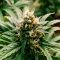 Bruce Banner Seeds