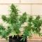 California Special Seeds