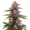 Cherry Pie Auto Seeds