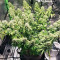 Chocolate Skunk (00 Seeds)