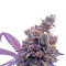 Crystal Gelato Seeds