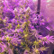 Grandaddy Purple feminized seeds (Big Head Seeds)