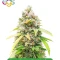 High-THC Bundle #3
