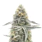 Sementes Feminizadas de Lemon Jack Autoflower (Seedkeepers)