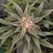 Semi Femminizzati Mango Cherry Runtz Auto (Fast Buds)