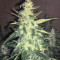 Northern Light Auto (Xtreme Seeds)