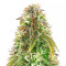 Sementes Feminizadas de Northern Lights Auto (Herbies Seeds)