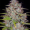 Sementes Feminizadas Orange Sherbet Auto (Fast Buds)