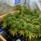 RS11 x Banana OG Seeds (Barney's Farm)