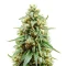 Strawberry Cough Auto Seeds