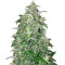THC Bomb Auto feminized seeds