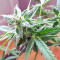 White Widow feminized seeds (Seedstockers)