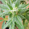 White Widow feminized seeds (Seedstockers)