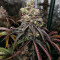 Graines de cannabis Z (Blackskull Seeds)