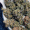Graines de cannabis Z (Blackskull Seeds)